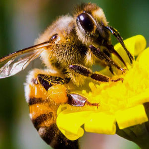 Meet your Posher, Brooklyn